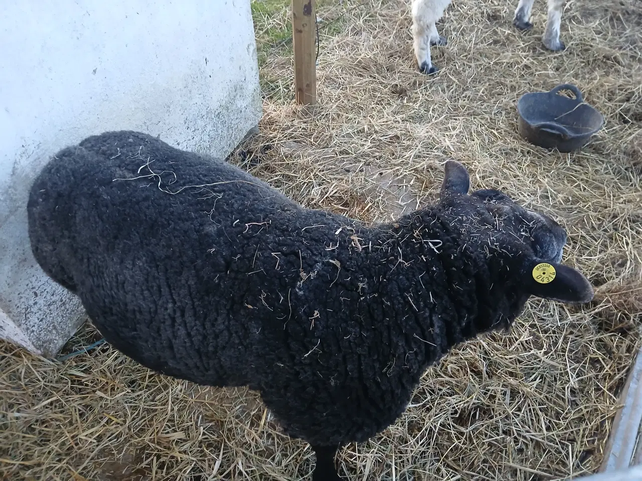 Billede 2 - Gotlandsk pelsfår