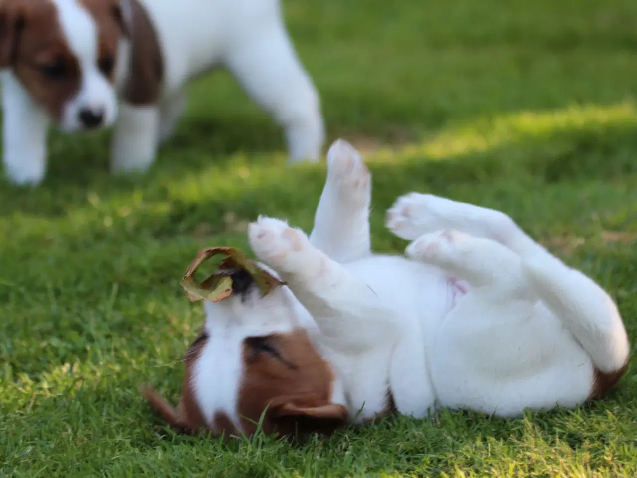 Billede 7 - Ægte Jack Russell terrier hvalpe sælges