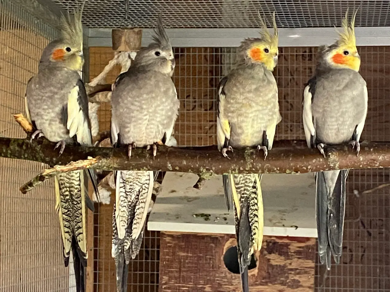 Billede 2 - 6 stk Nymfer parakitter