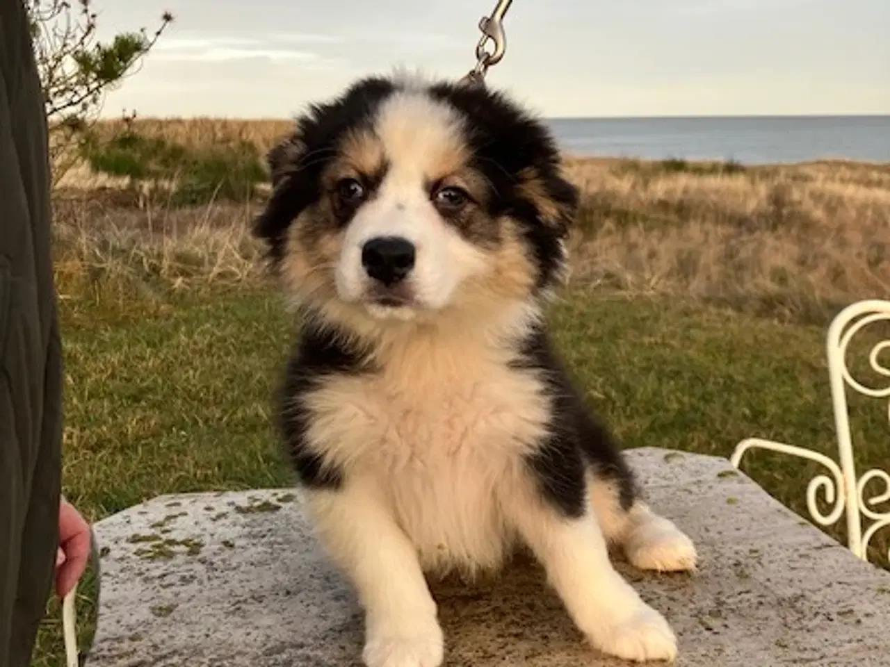 Billede 6 - Vera - Pragtfuld Australian Shepherd Hvalp