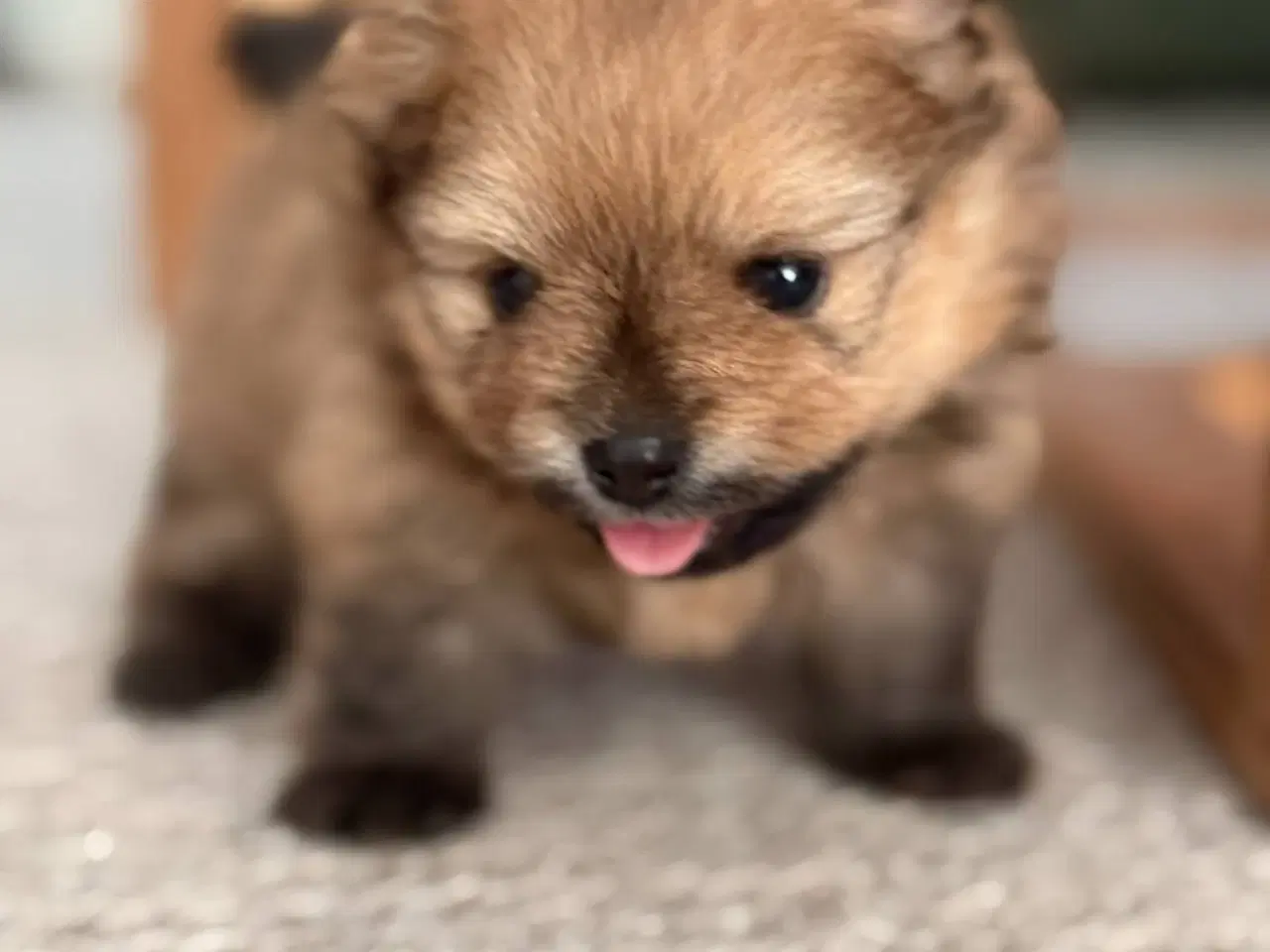 Billede 4 - POMERANIAN HUNDEHVALPE