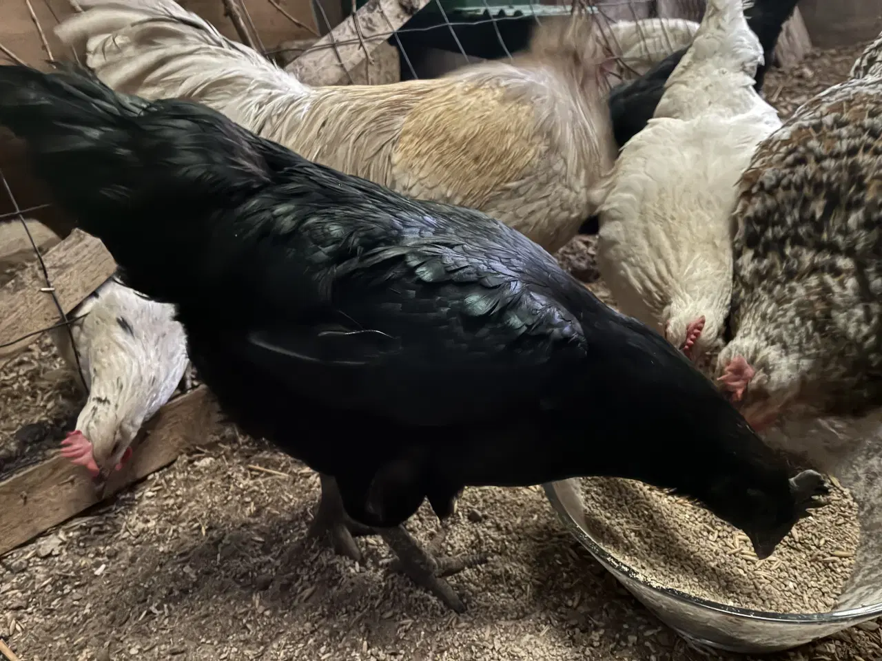 Billede 1 - Blandings race. Ayam Cemani pavlov