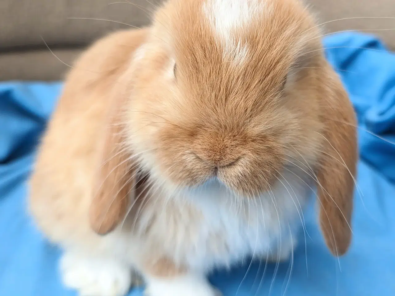 Billede 2 - Minilop kaninunge sælges