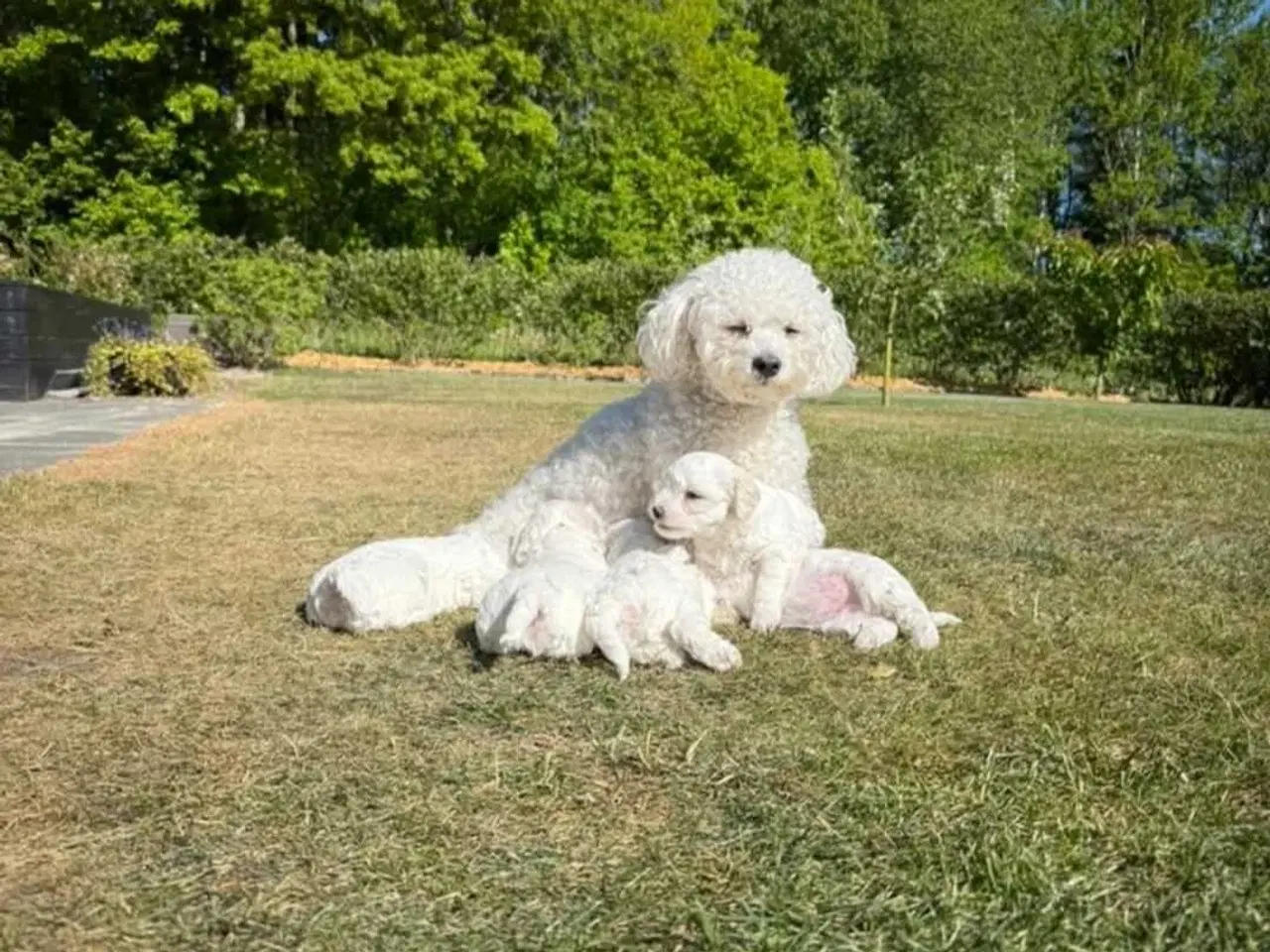 Billede 5 - Bichon frise tilbydes til avl