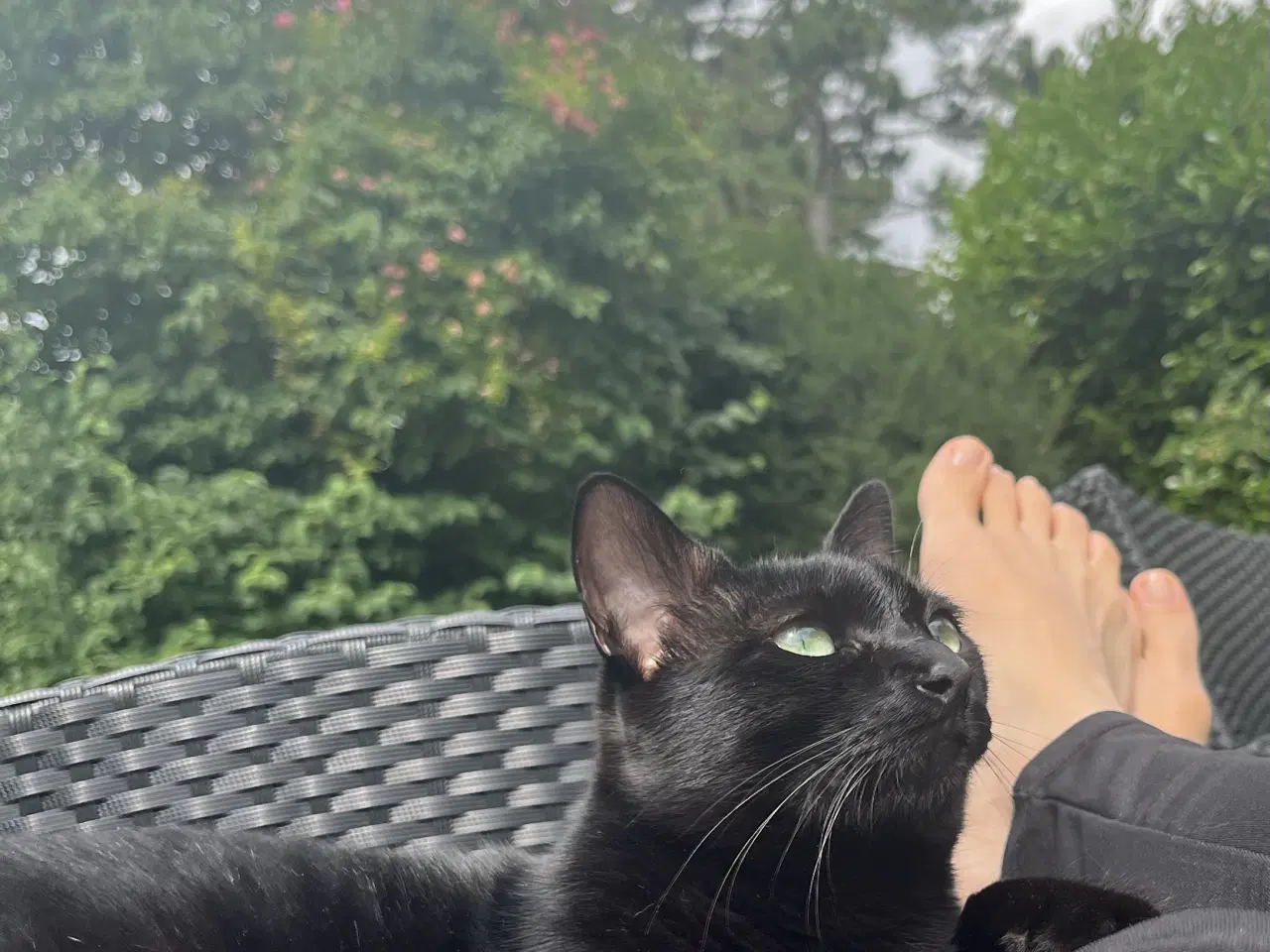 Billede 4 - En ung og søg kat