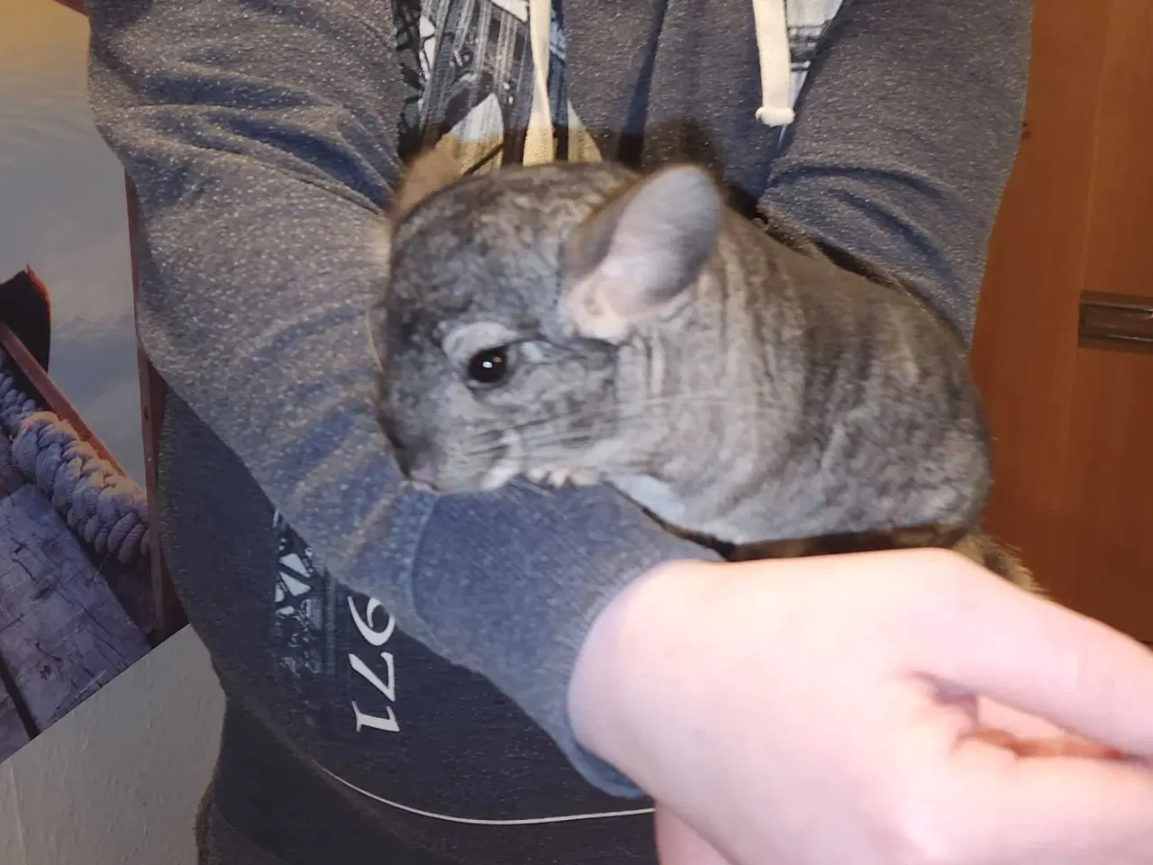 Billede 9 - Chinchilla-søskende