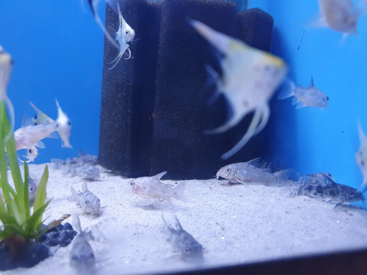 Billede 4 - Plettet pansermaller (Corydoras paleatus)