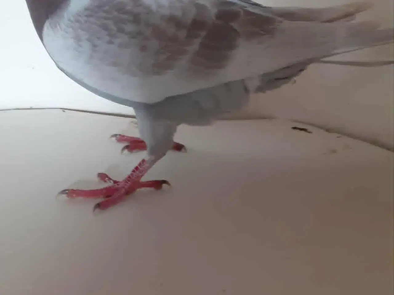 Billede 3 - 4 stk brevduer hanner 200 kr pr stk