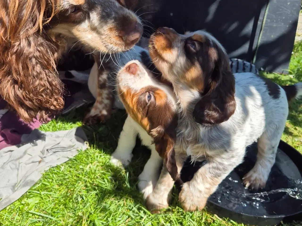 Billede 13 - Ft cocker spaniel 