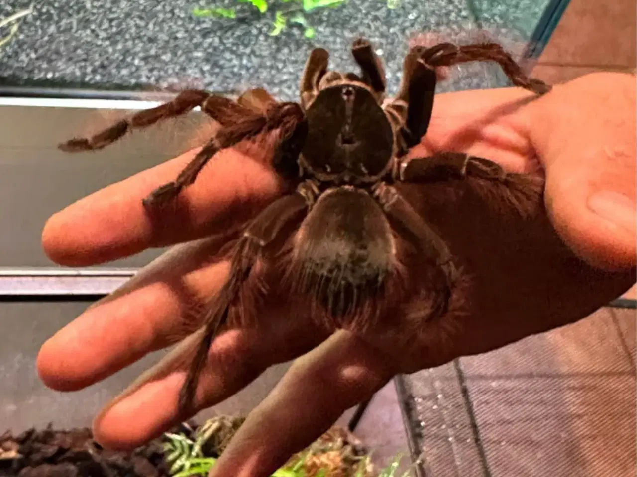 Billede 3 - exo terra + Brachypelma / Lasiodora parahybana