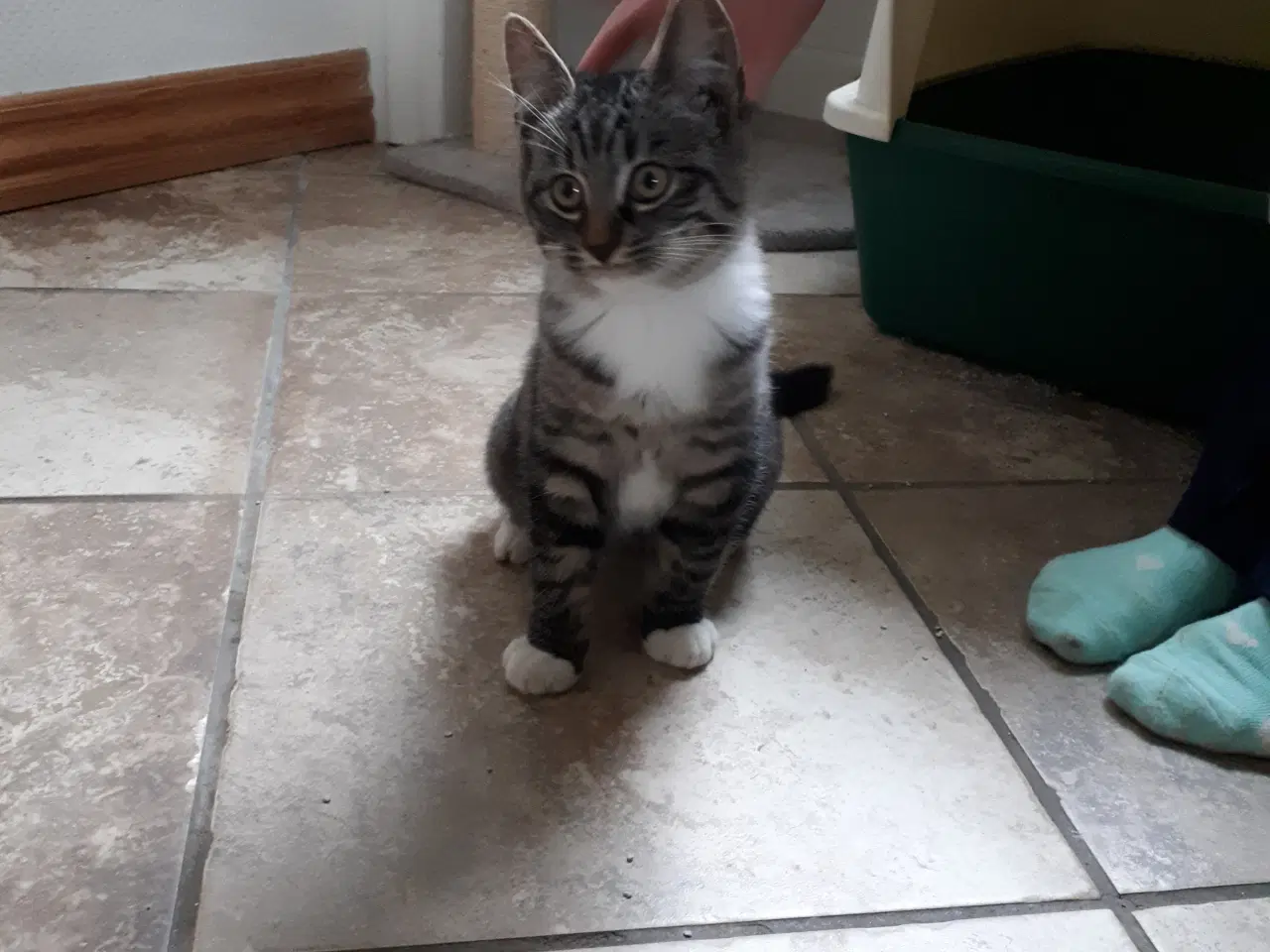Billede 2 - Hunkat 1 år