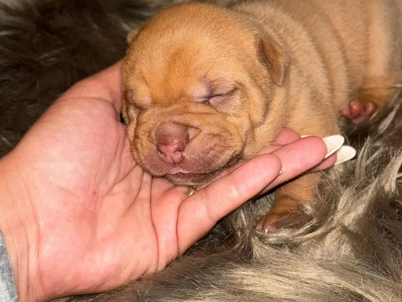 Billede 5 - Smukke Old English Bulldog Mix Hvalpe til salg! 🐾