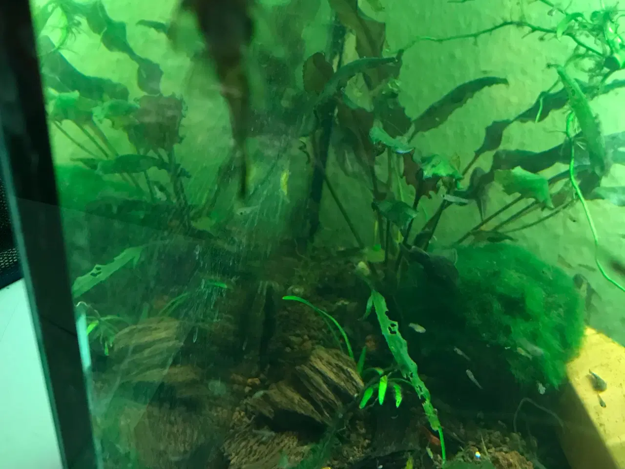 Billede 4 - 🐟 LDA16 Ancistrus maller – sunde og aktive