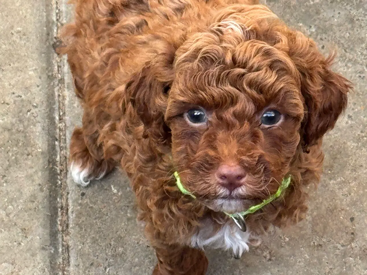 Billede 3 - Maltipoo  få rejseklar 