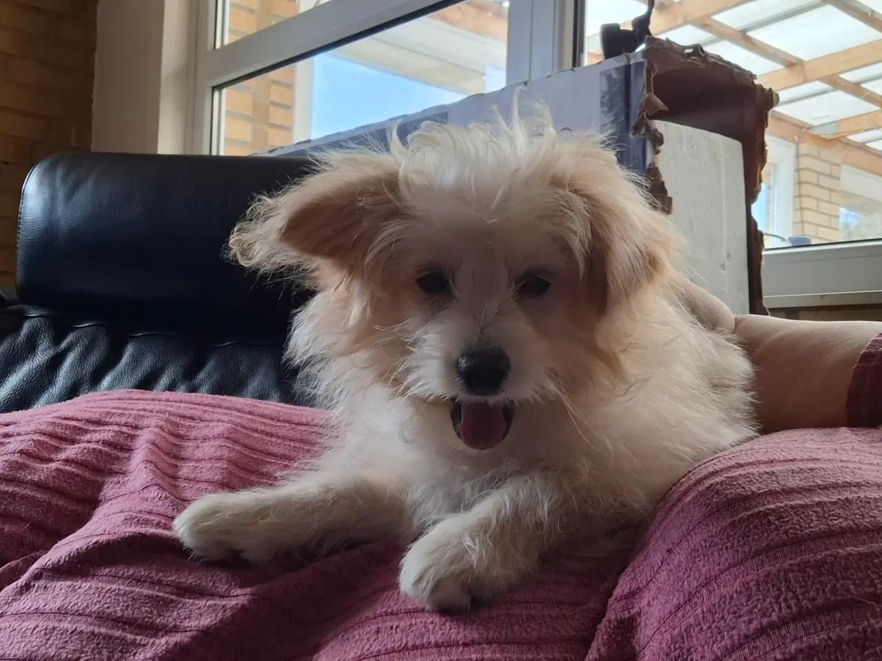 Billede 3 - Pompoo hvalpe 1 drenge klar nu