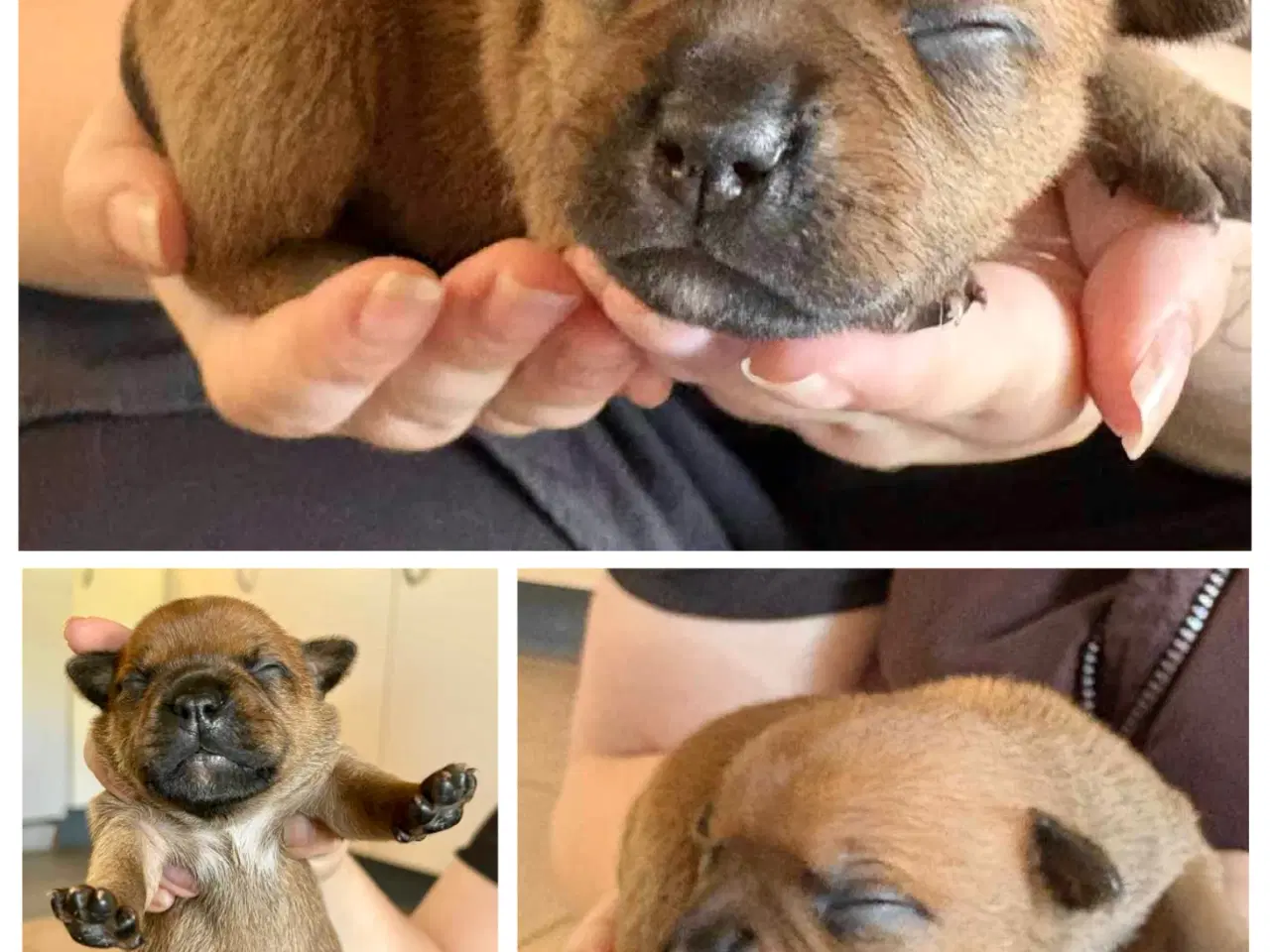 Billede 2 - Staffordshire Bull Terrier hvalpe med DKK tavle