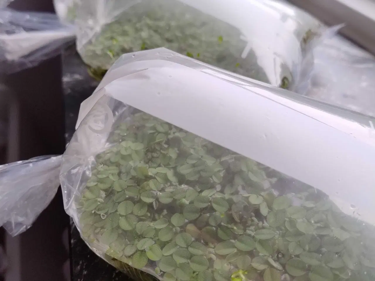 Billede 4 - Akvarie planter Gratis