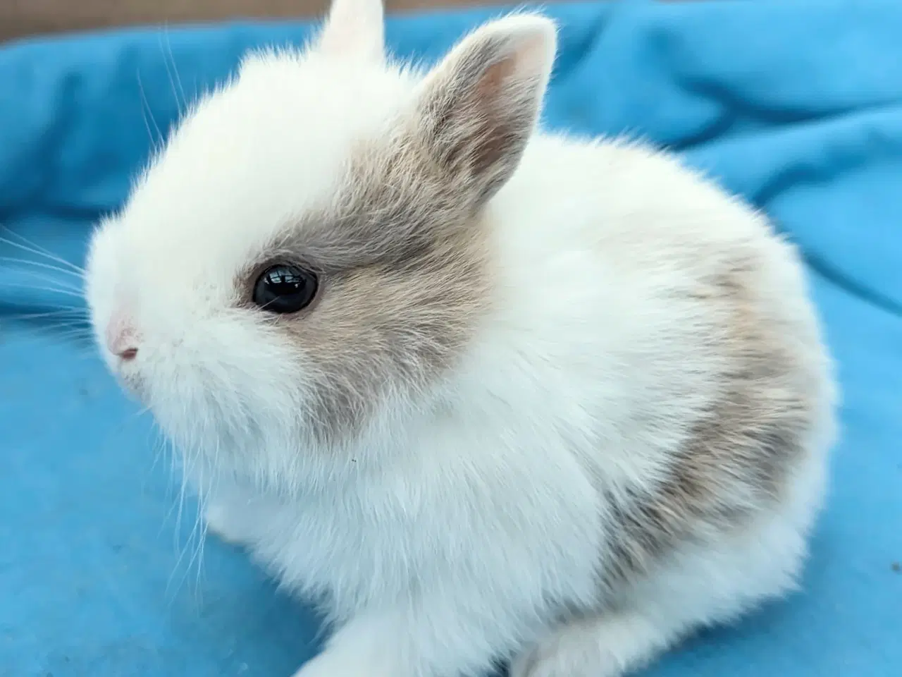 Billede 1 - Hermelin kaninunge sælges