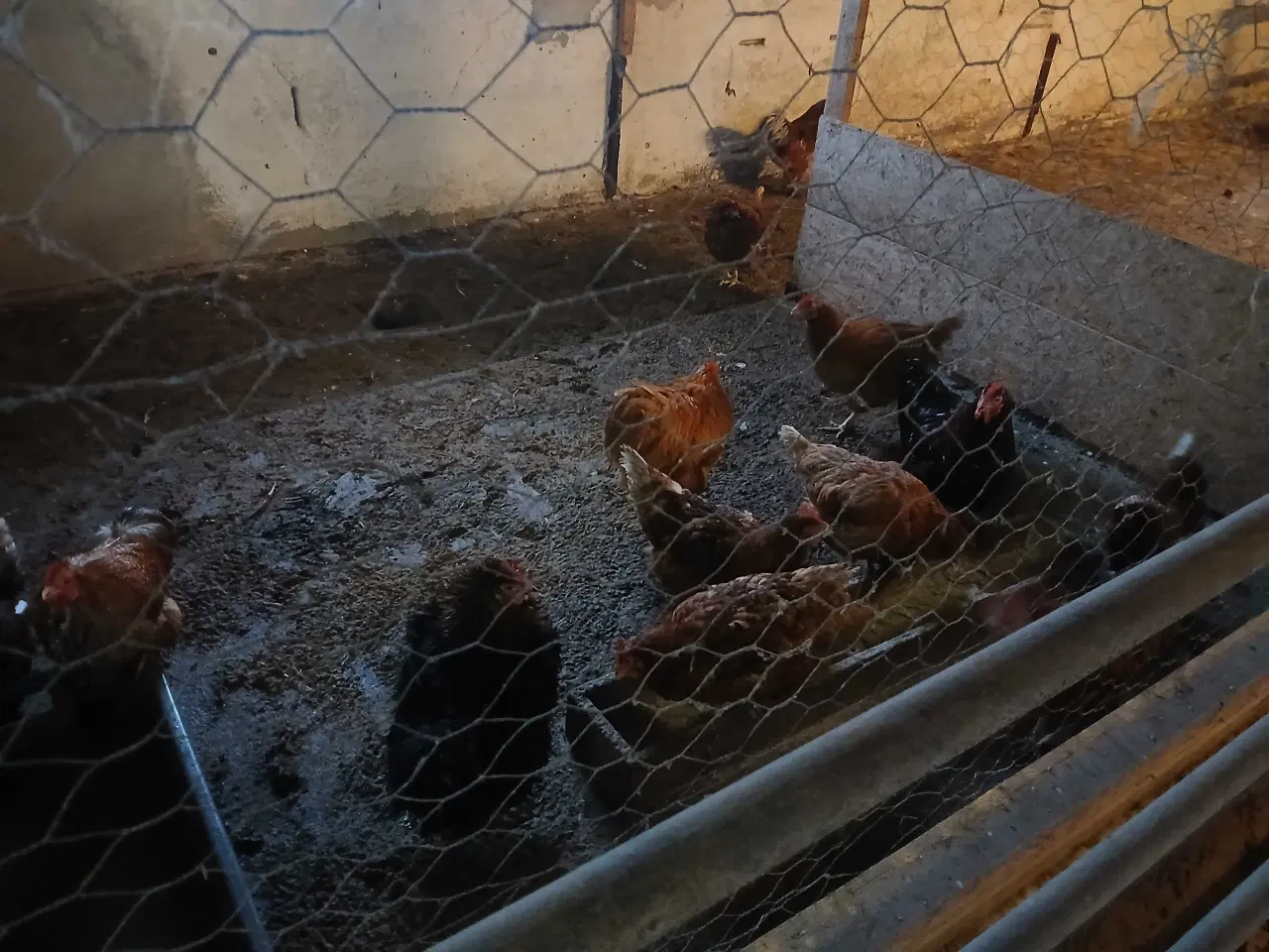 Billede 2 - Høns og haner