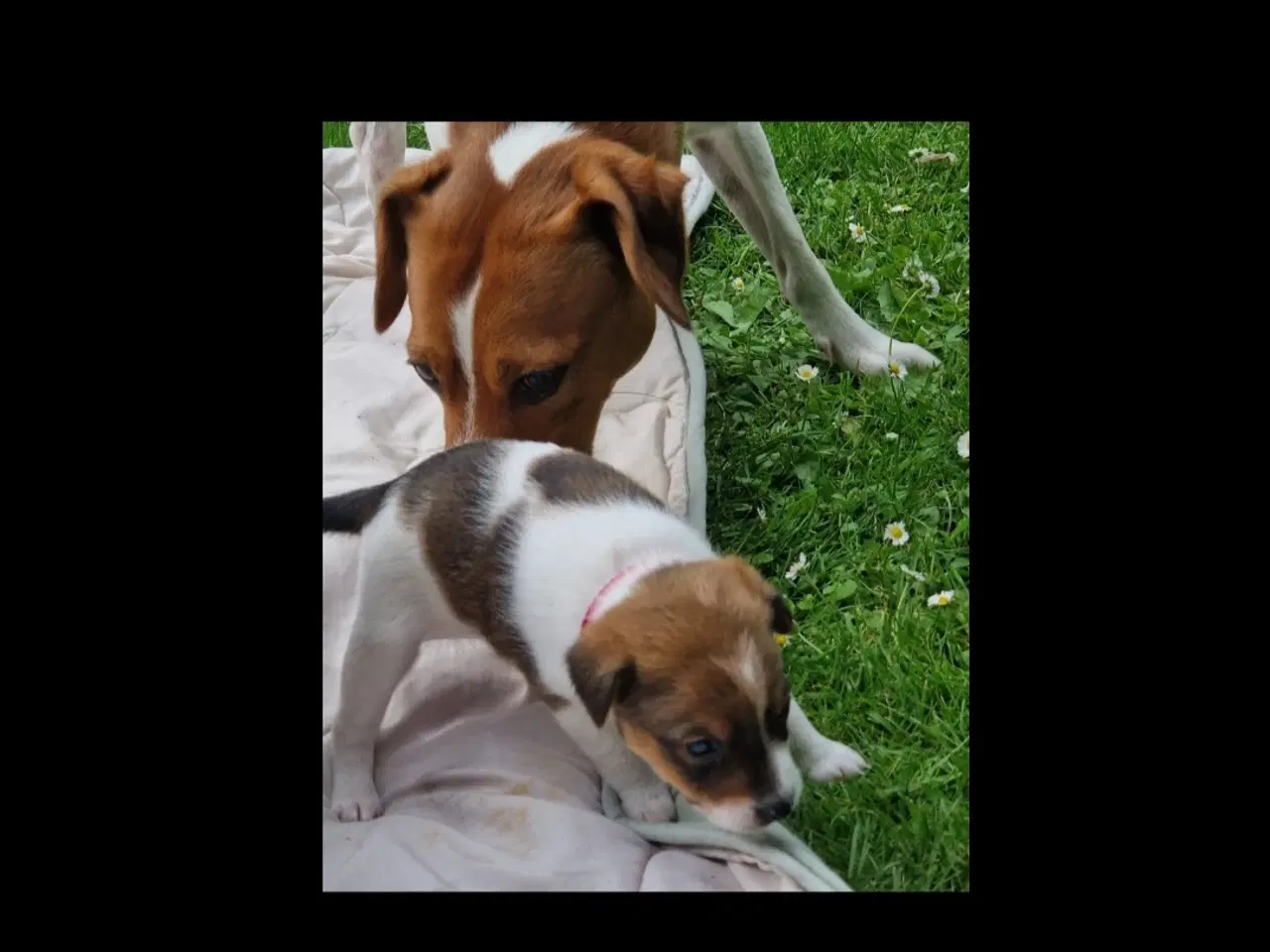 Billede 10 - Dansk svensk gårdhunde hvalpe 