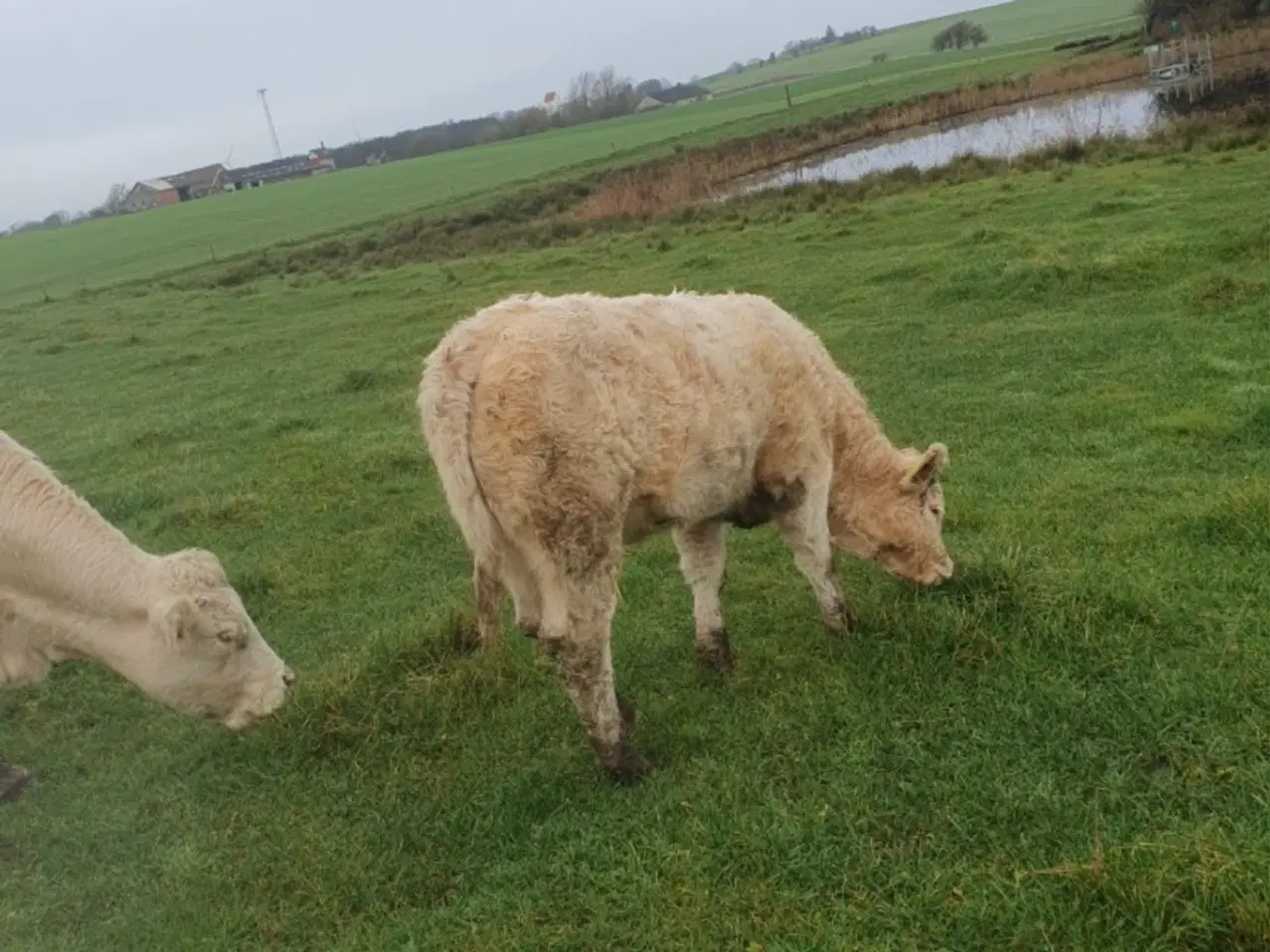 Billede 2 - Charolais kvie fra foråret