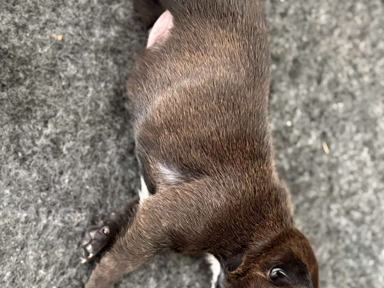 Billede 7 - Staffordshire Bullterrier