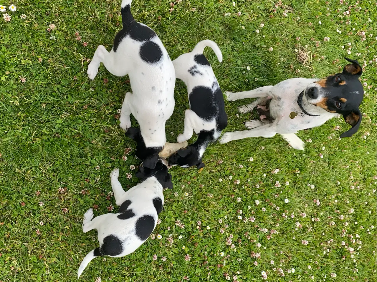 Billede 8 - Dansk-svensk gårdhund trefarvet