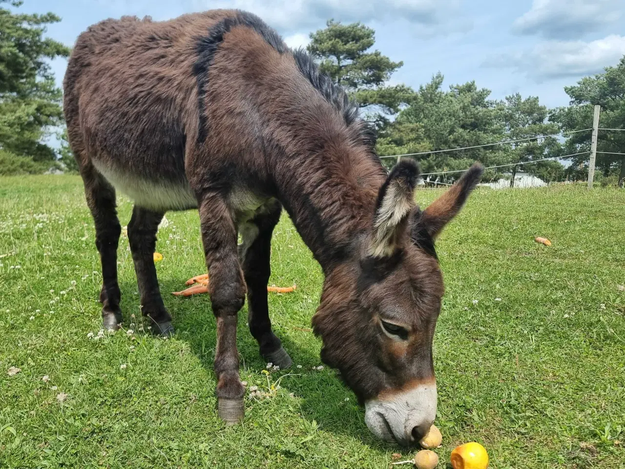Billede 5 - Skøn æsel hingst