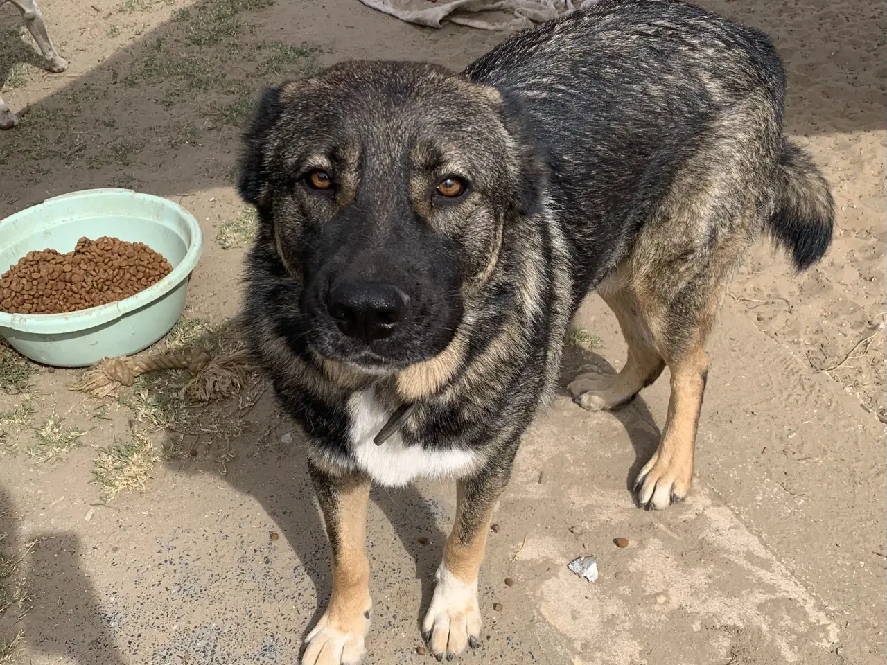 Billede 7 - Tyson søger familie! 🩵