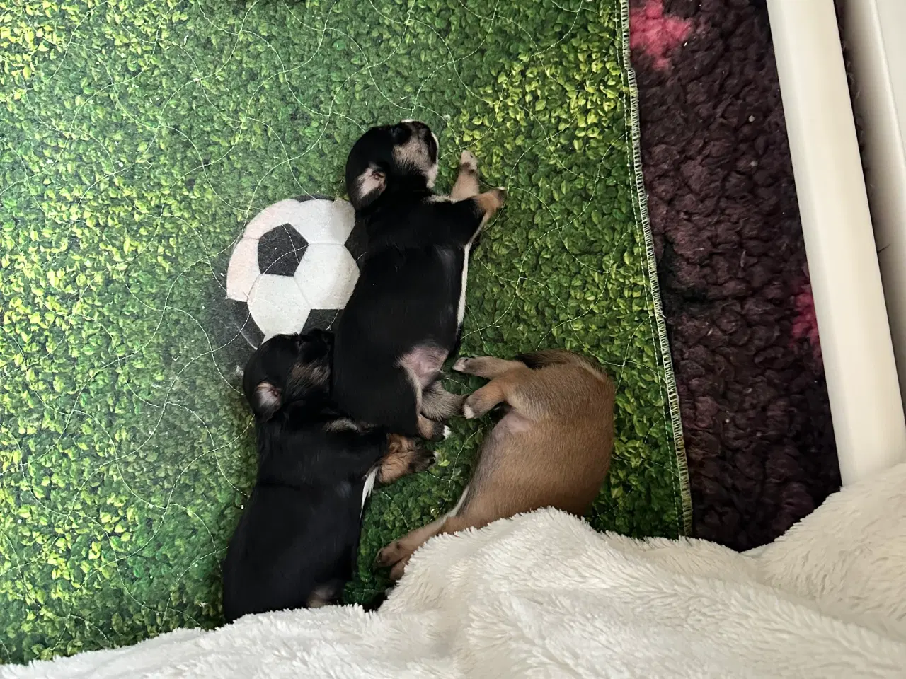 Billede 14 - Hunde valpe malteserblanding