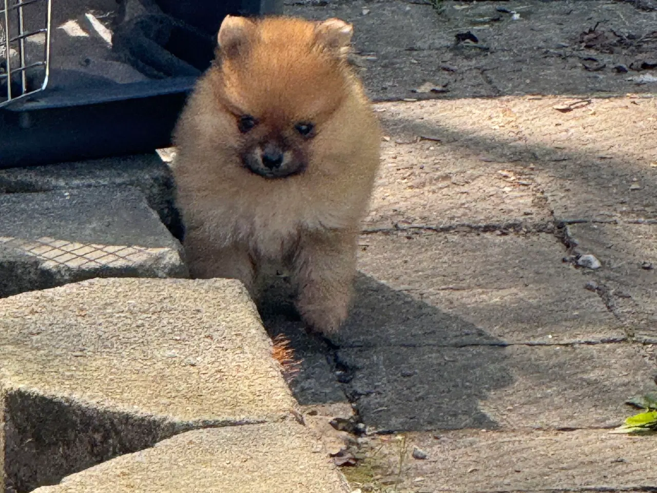 Billede 5 - Pomeranian hvalp