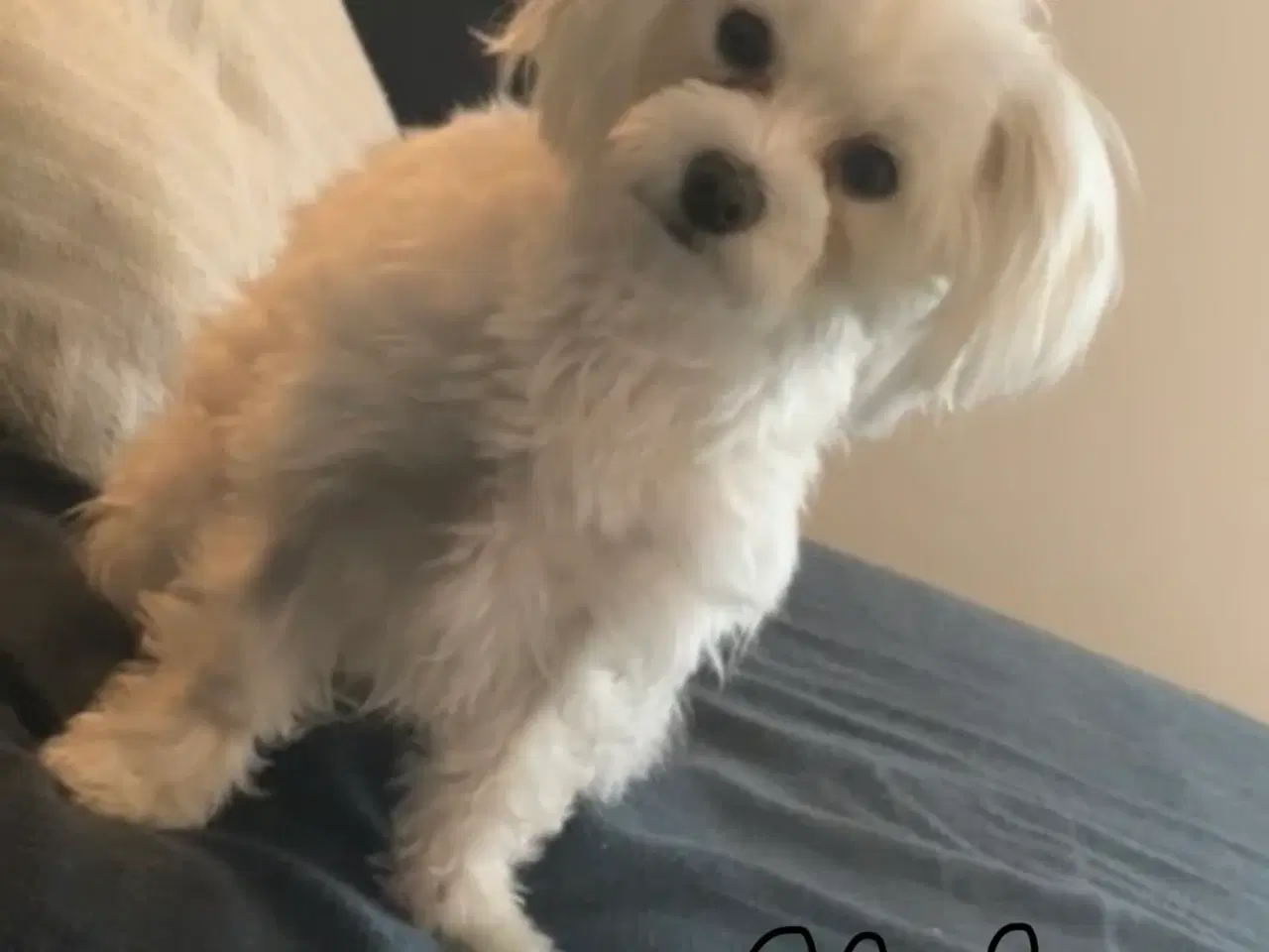 Billede 8 - Malteser/ Maltipoo