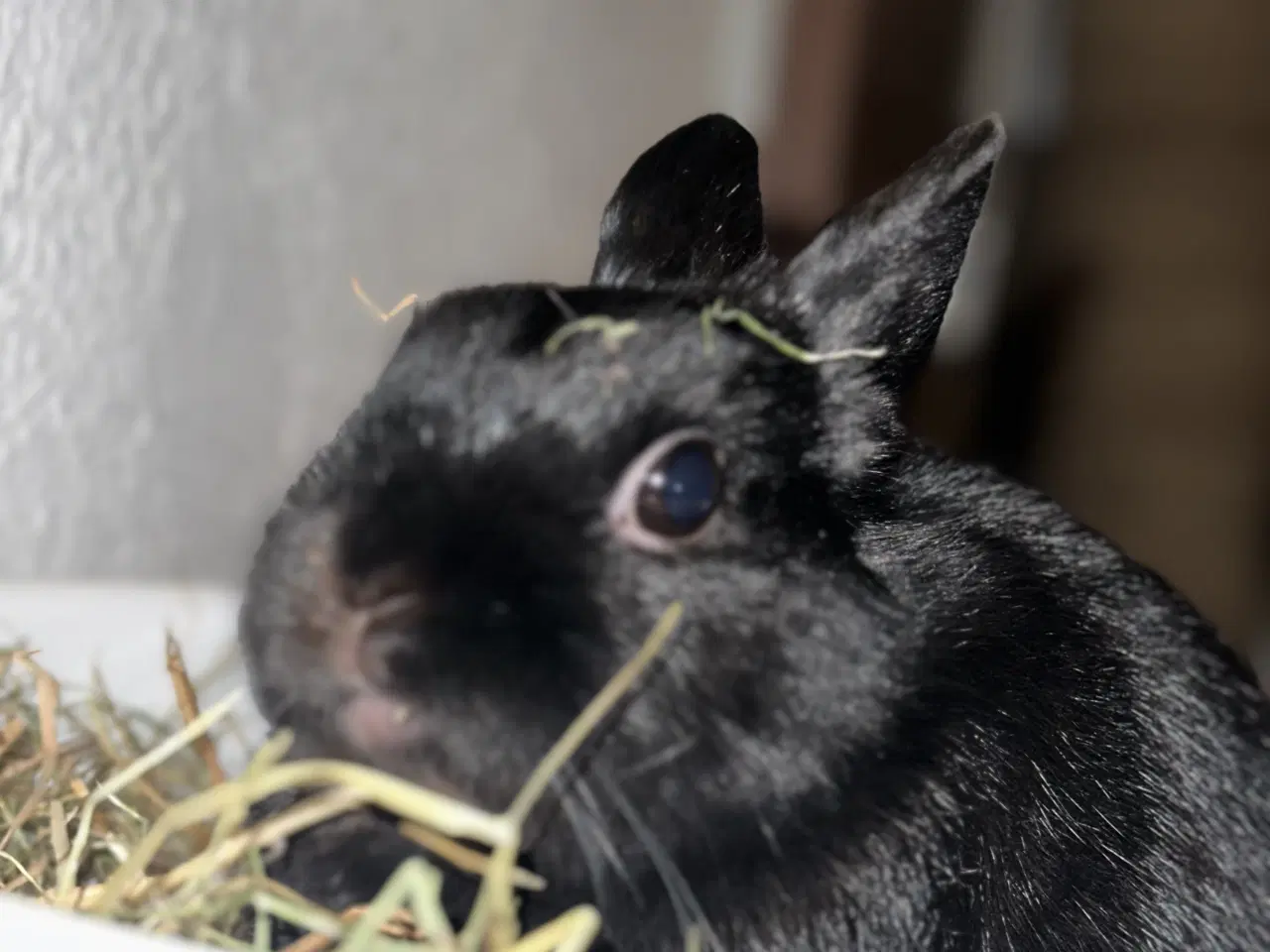 Billede 3 - Na’vi søger nyt kærligt hjem