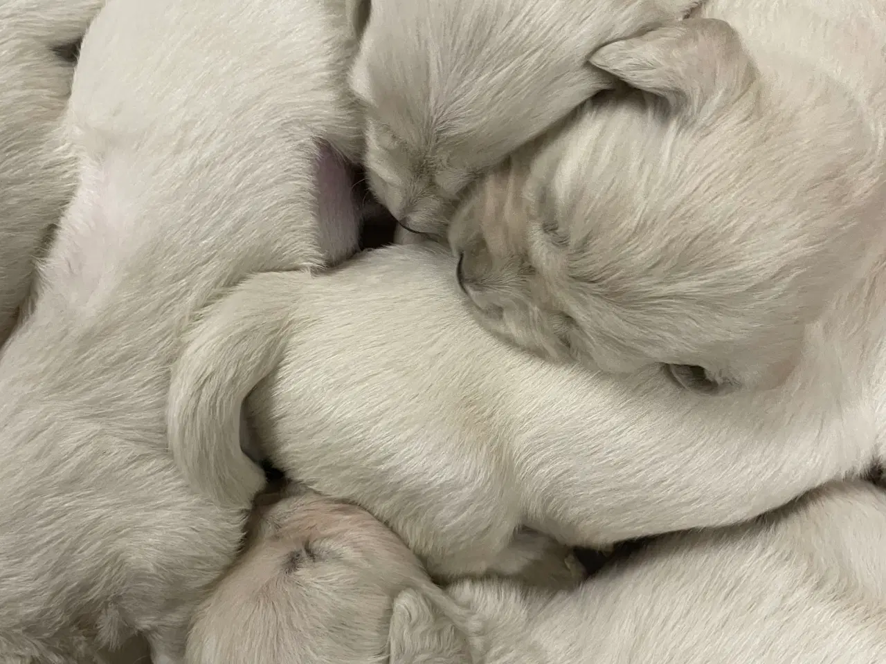 Billede 18 - Golden Retreiver hvalpe