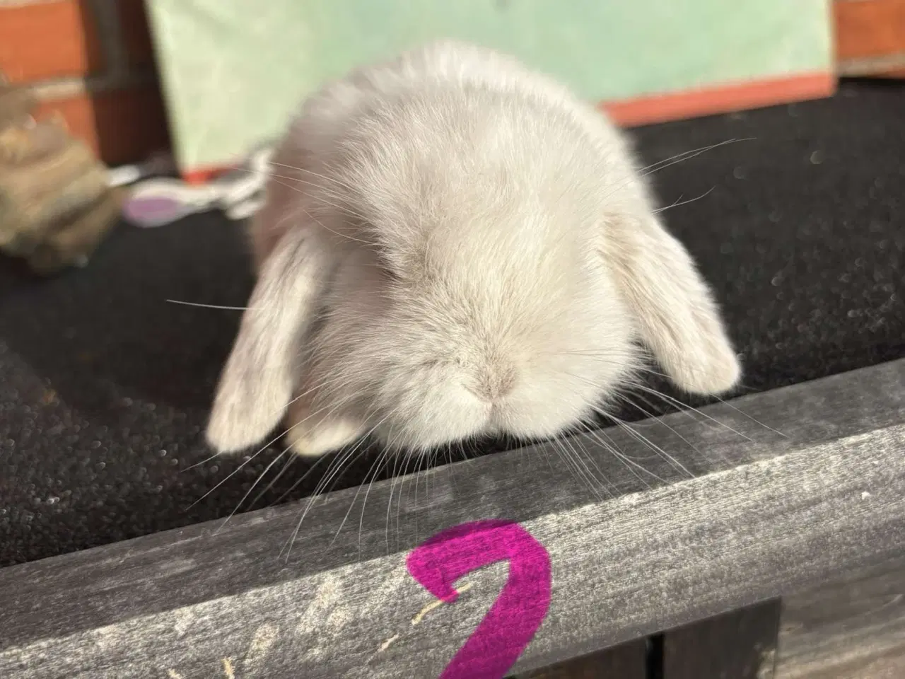 Billede 2 - Mini lop hun kanin