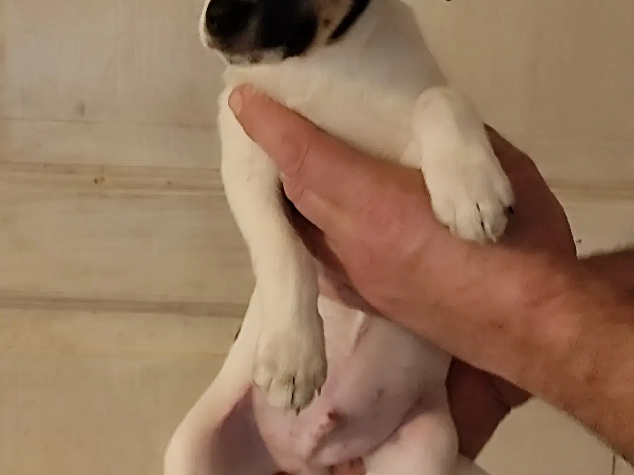 Billede 4 - dansk svenskgårdhunde hvalpe