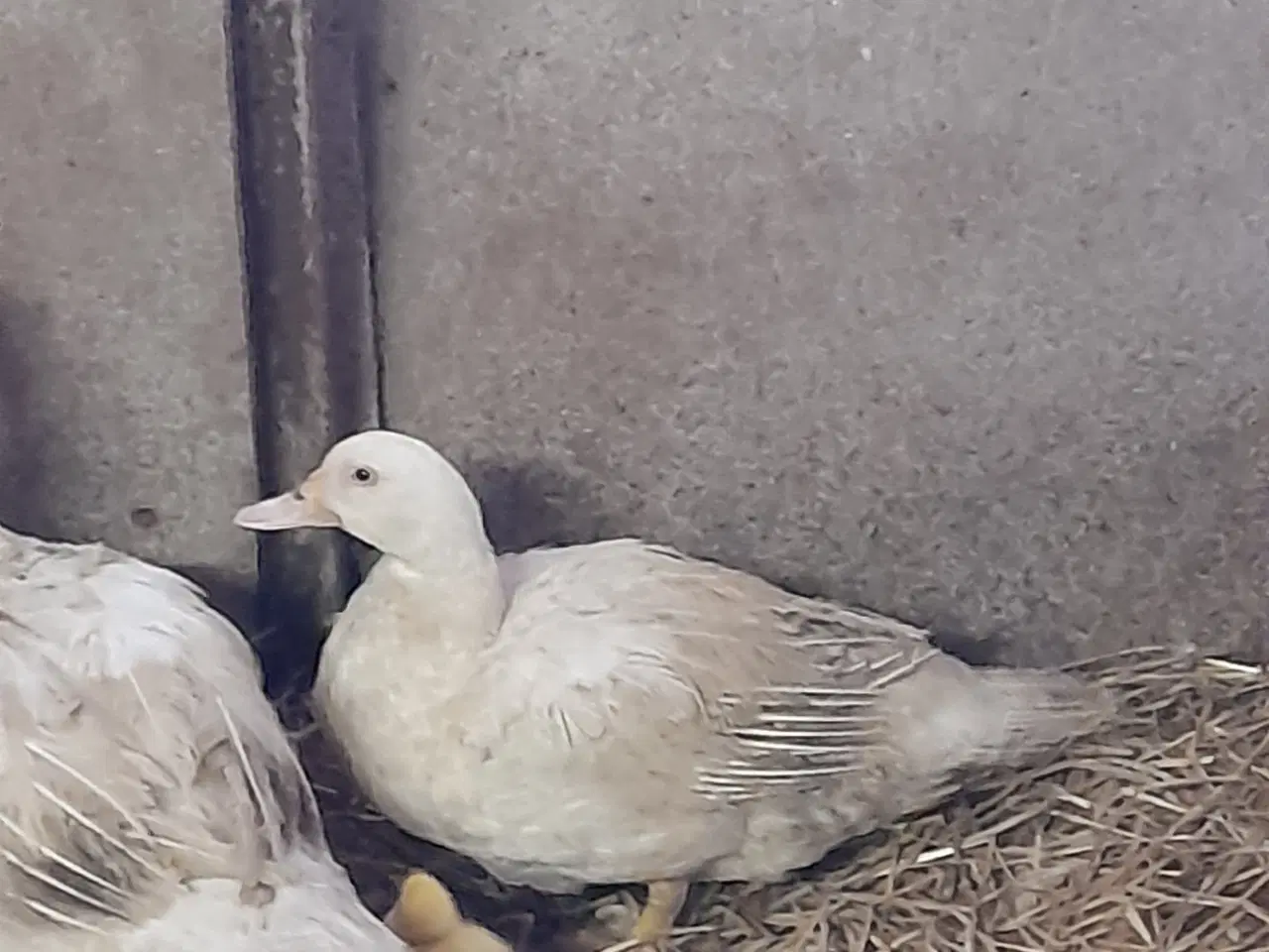 Billede 2 - Moskusænder