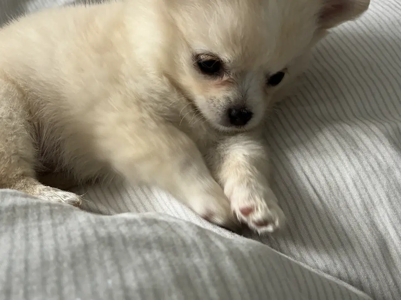 Billede 3 - Chihuahua/pomeranian