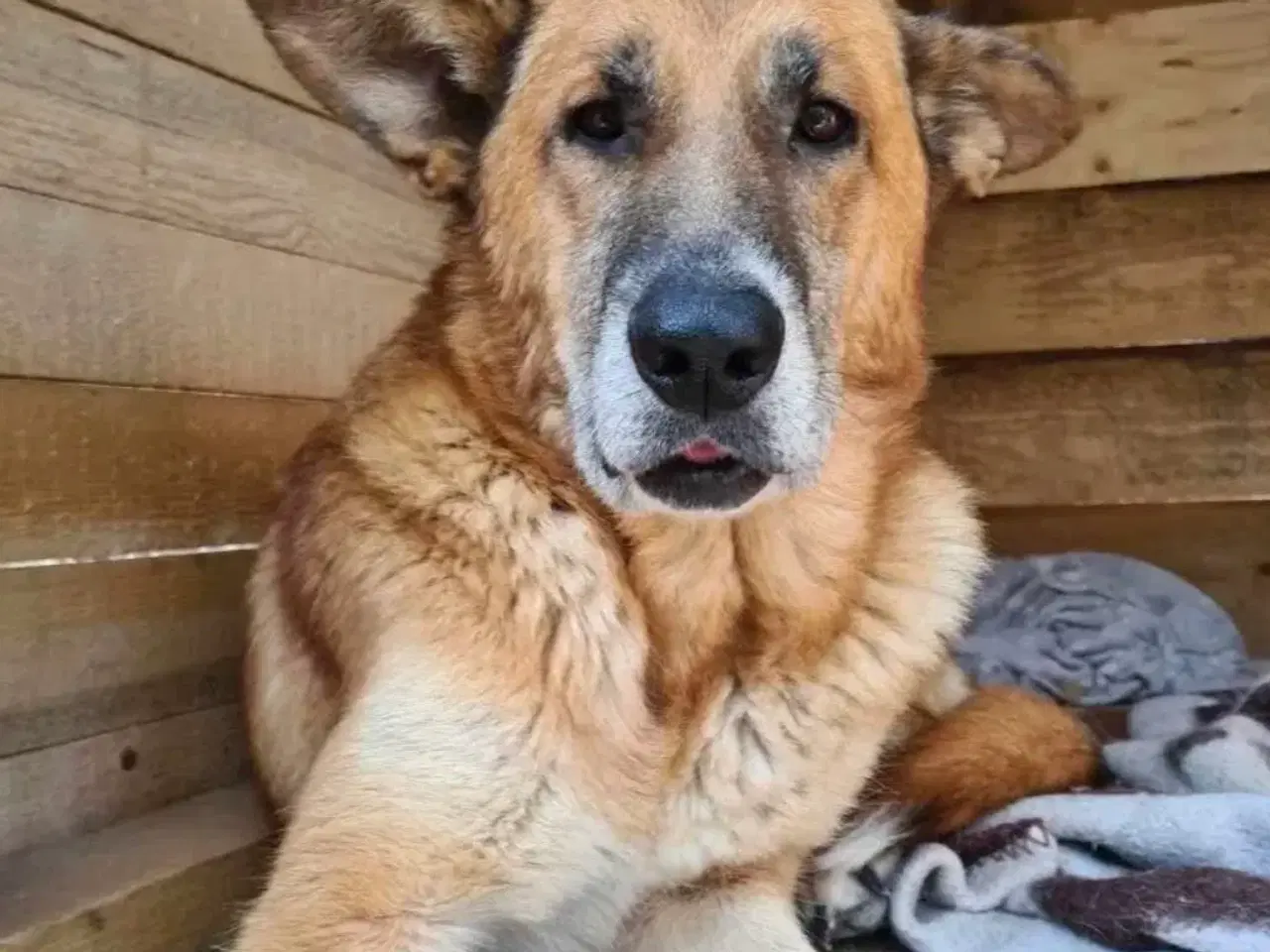 Billede 2 - Sara søger sit otium! 🩷