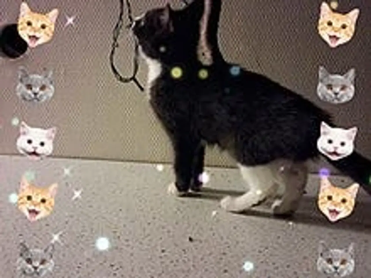 Billede 5 - Dværgkatkillinger.