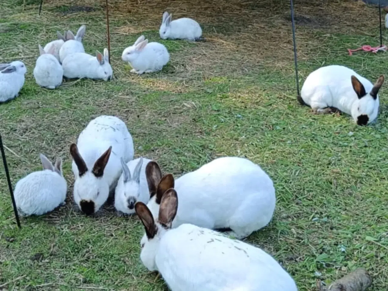 Billede 2 - 🐇Søde New Zealand/California kaniner🐇
