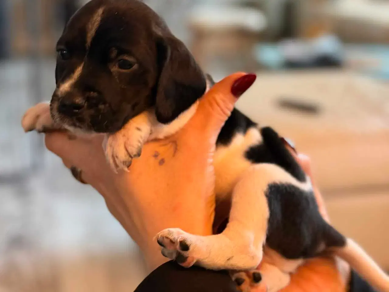 Billede 12 - 🐾 Lækre små vapser søger kærlige hjem 🐾