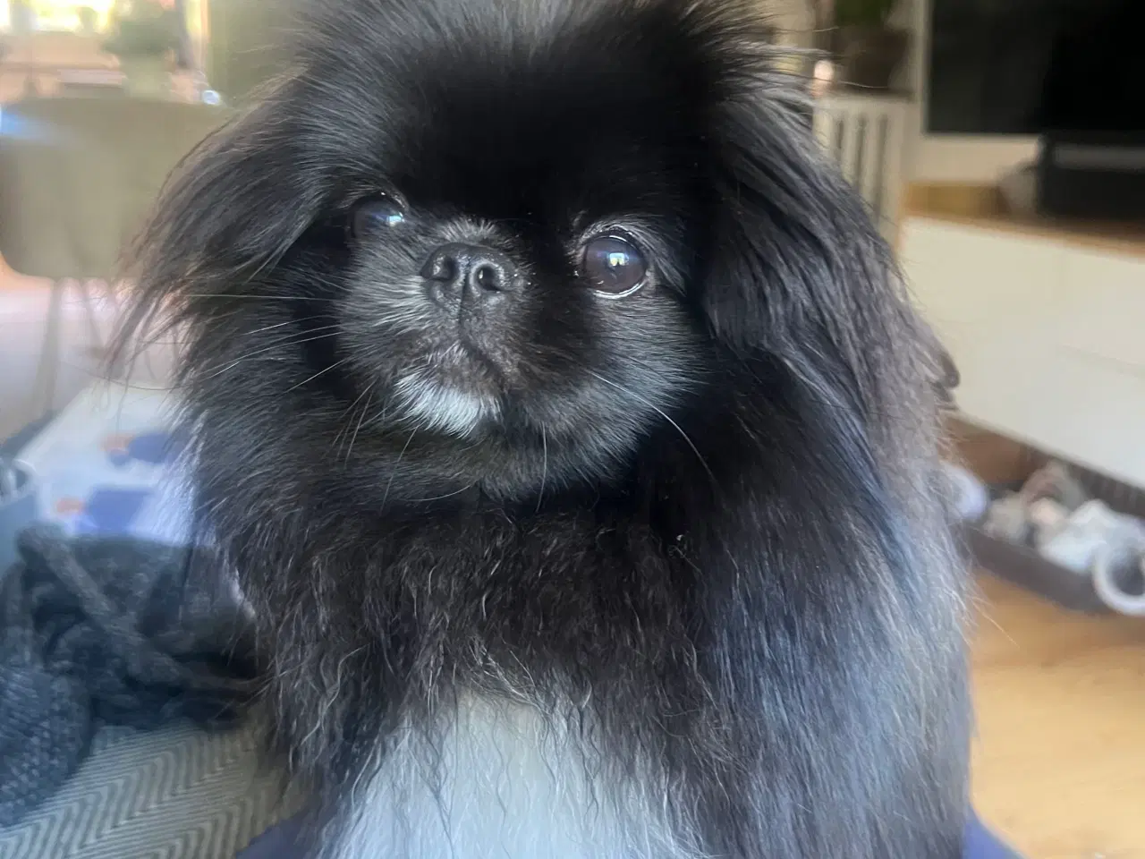 Billede 3 - Pomeranian/ pekineser 