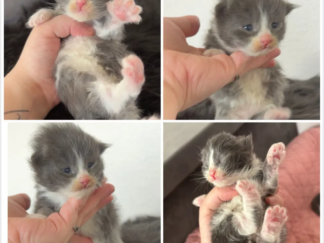 Billede 2 - Lækre Maine coon bamser 