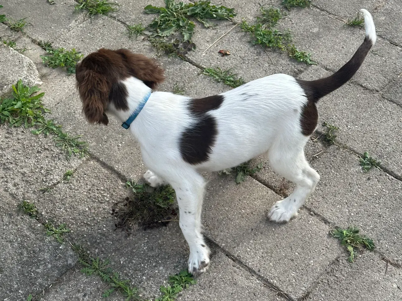 Billede 2 - Ft springer spaniel tæve 