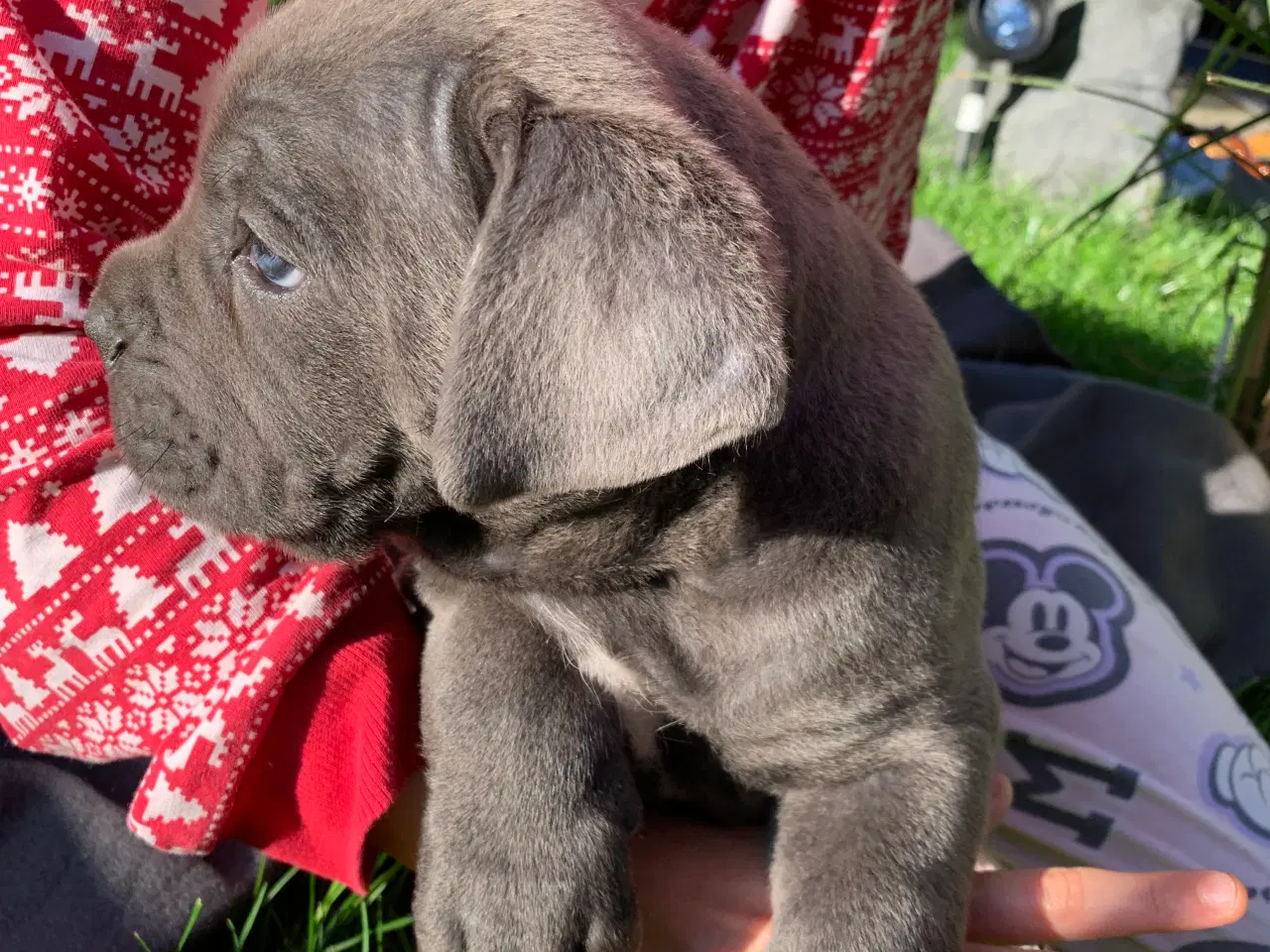 Billede 9 - Cane Corso Italiano hvalpe