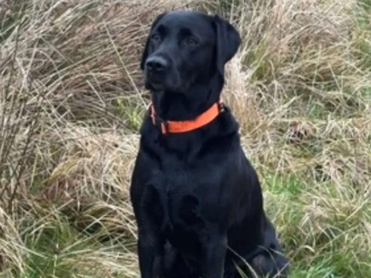 Billede 4 - Labrador hundehvalpe 