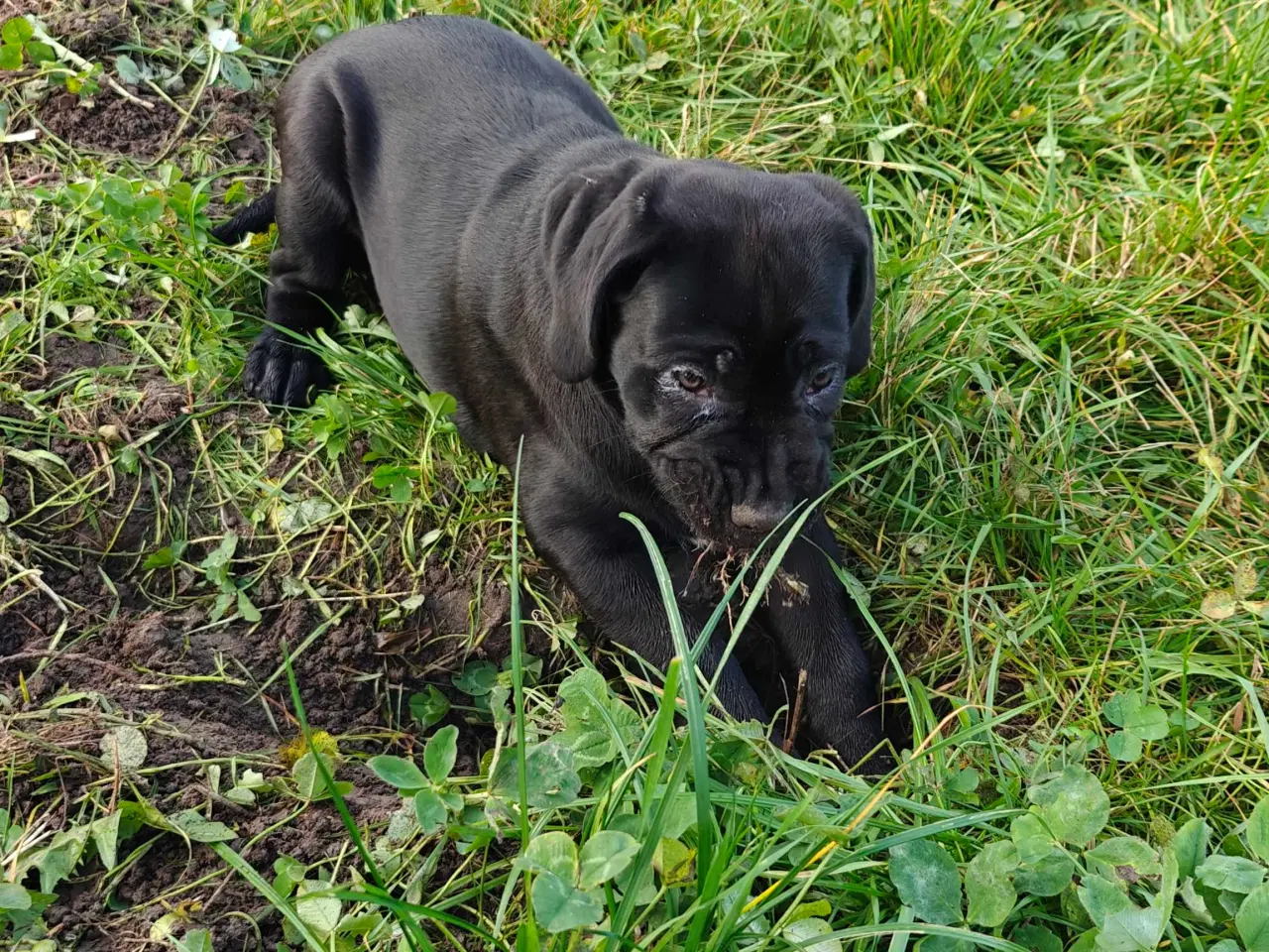 Billede 2 - Cane Corso hvelpe
