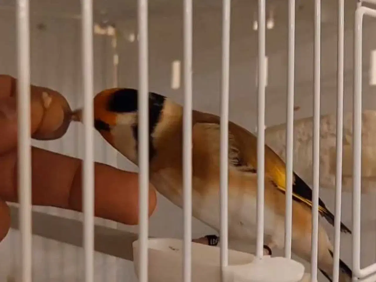 Billede 5 - Super tamme Major Stillits (Classic) fra 2025