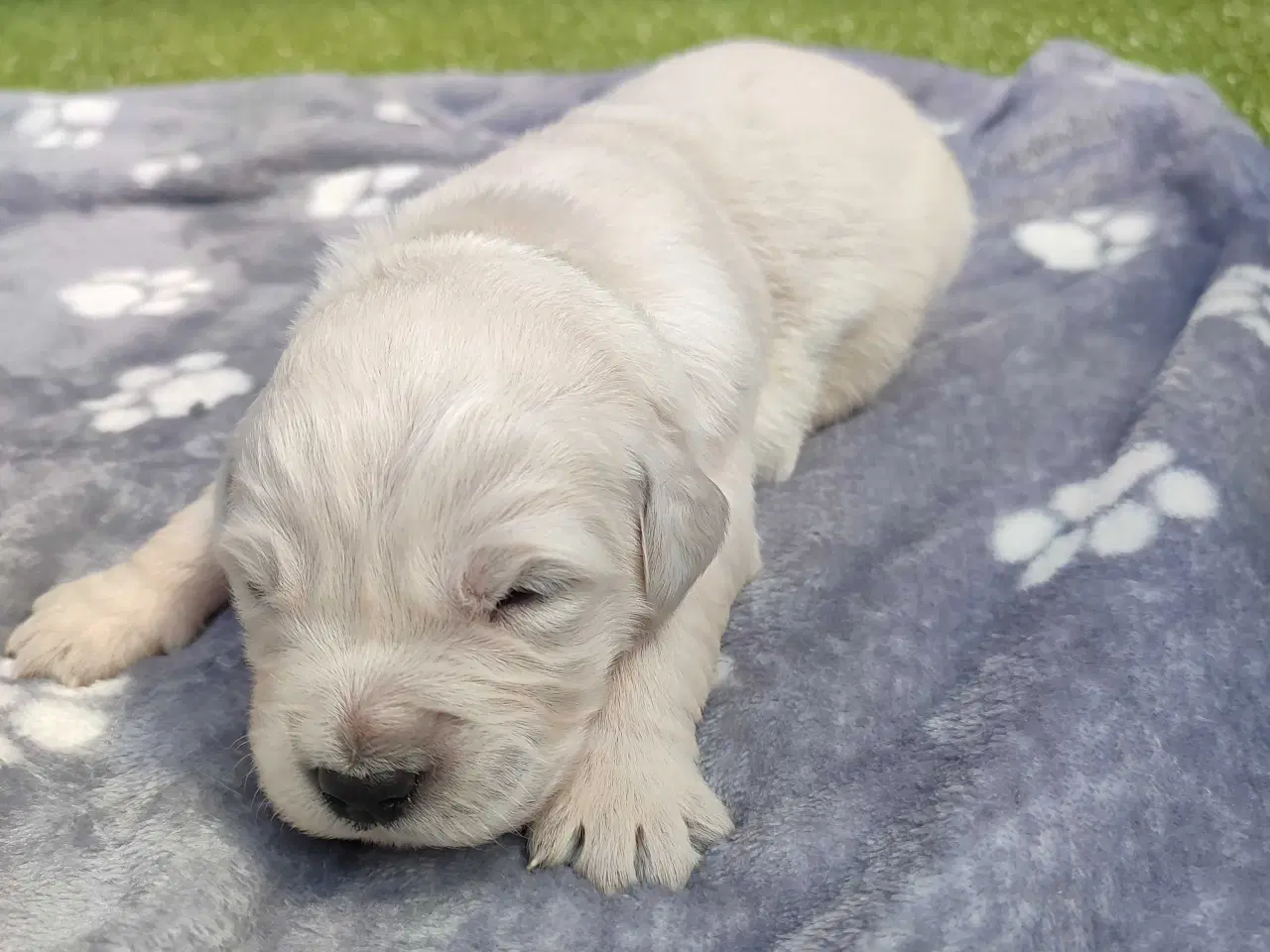 Billede 4 - Golden Retriever Hvalpe 